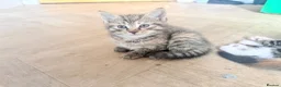 Mixed Breed cats for sale: Beautiful kittens looking for their forever home in Derby - Advert 4