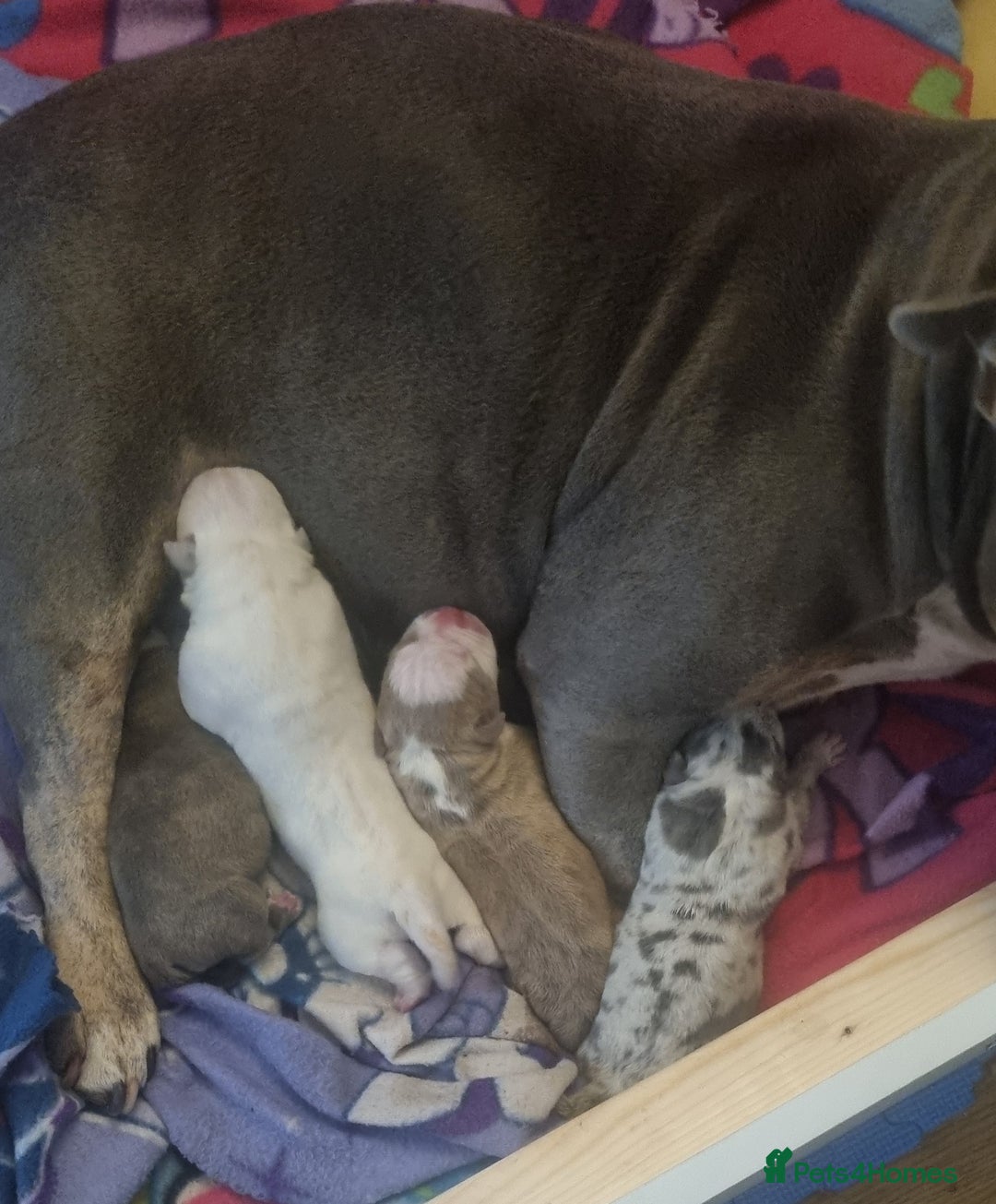 American Bully dogs for sale: 4 pocket bully pups. - Advert 16