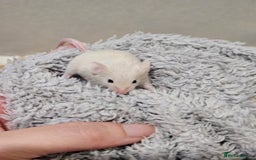 Mouse rodents for sale: Female fancy mice  - Image 12