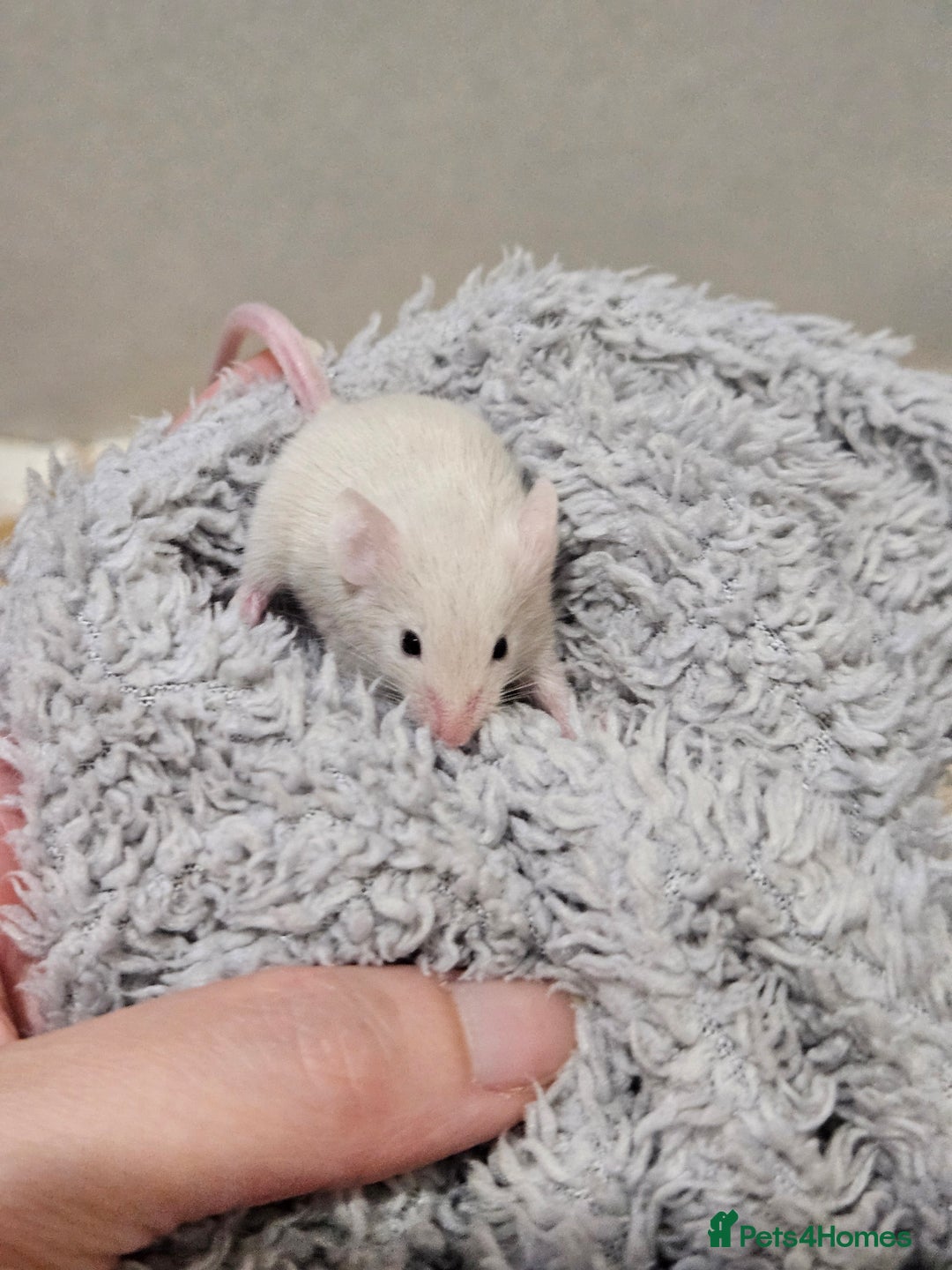 Mouse rodents for sale: Female fancy mice  - Image 12