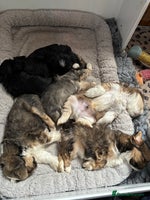 Lhasa Apso dogs Lhasa Apso Pups-Tiny Tails, Big Hearts! READY NOW! - Advert 2