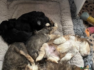 Lhasa Apso dogs for sale - Advert 1