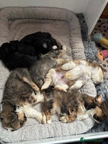 Lhasa Apso dogs - Advert 1