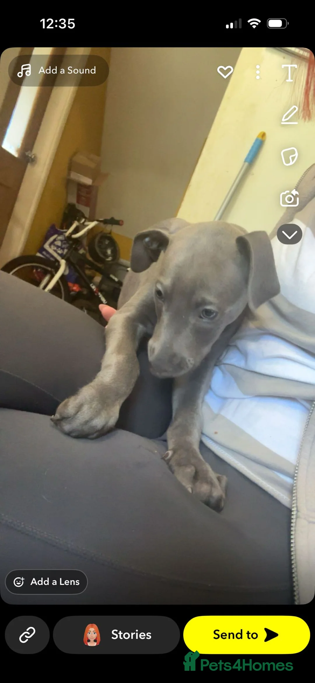 Mixed Breed dogs for sale: Wyllba the whiggy - Advert 1