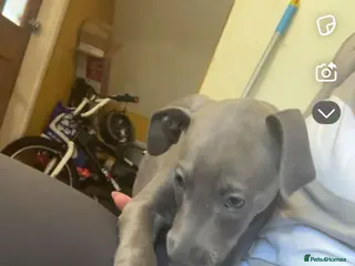 Mixed Breed dogs Wyllba the whiggy - Advert 1