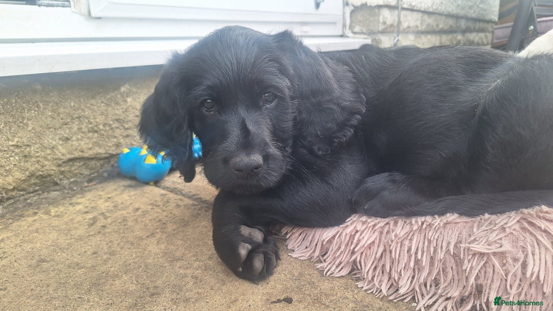 Labradoodle dogs for sale: Labradoodles x2 boys. Alloa - Image 9