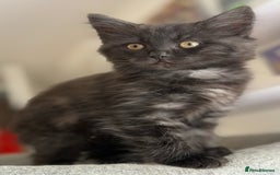 Ragdoll cats for sale: Smoke Ragdoll x British shorthair kitten - Image 7