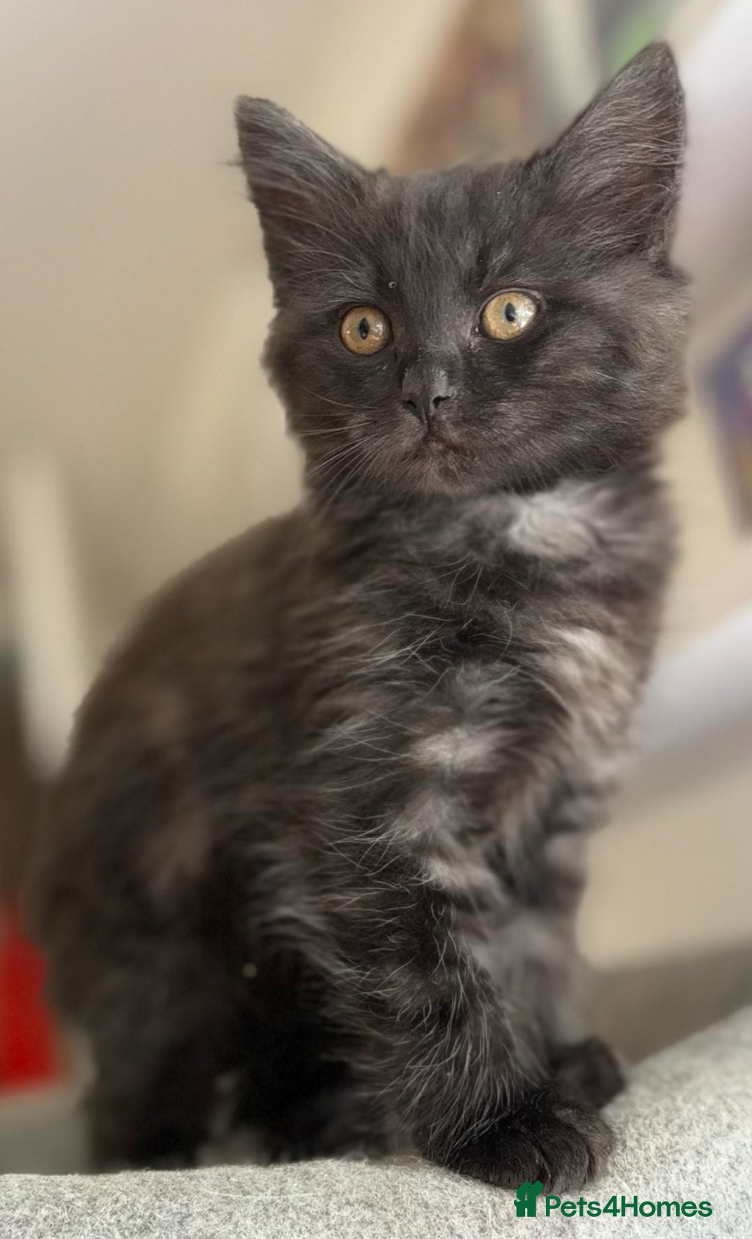 Ragdoll cats for sale: Smoke Ragdoll x British shorthair kitten - Image 7