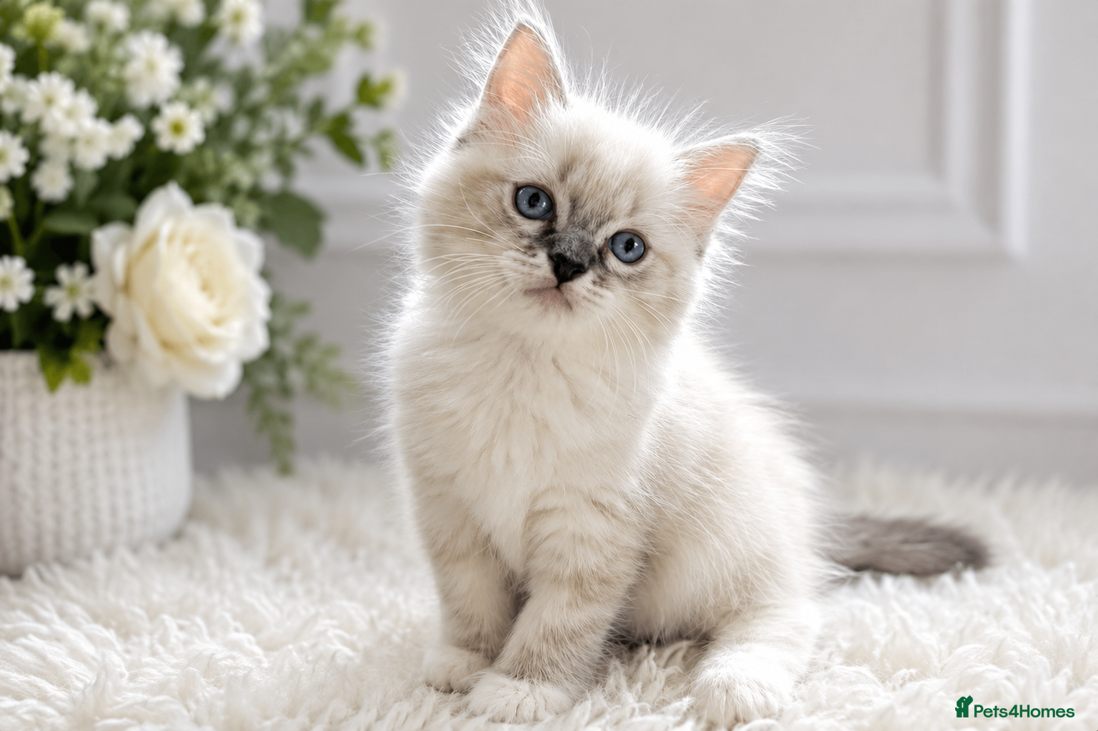 Ragdoll cats Beautiful affectionate blue mitted Ragdoll boys… - Advert 18