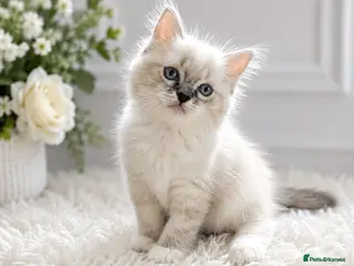 Ragdoll cats Beautiful affectionate blue mitted Ragdoll boys… - Advert 8