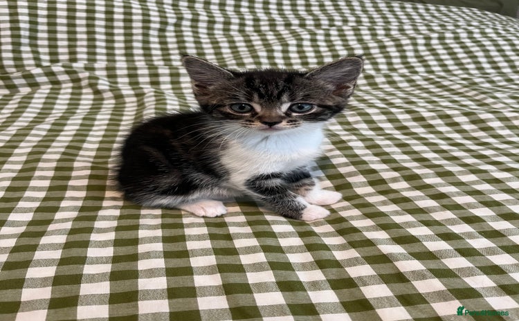 Mixed Breed cats - Advert 1