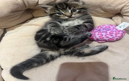 Mixed Breed cats for sale: Adorable Kittens Looking for Their Forever Homes - Advert 2