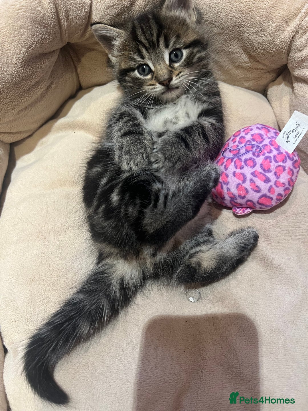 Mixed Breed cats for sale: Adorable Kittens Looking for Their Forever Homes - Advert 2