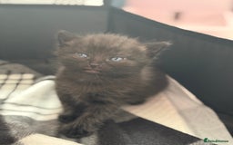 Mixed Breed cats for sale: 3 lovely kittens  - Image 10
