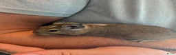 Degus rodents for sale: 6 male Degus ready for their forever homes - Advert 7