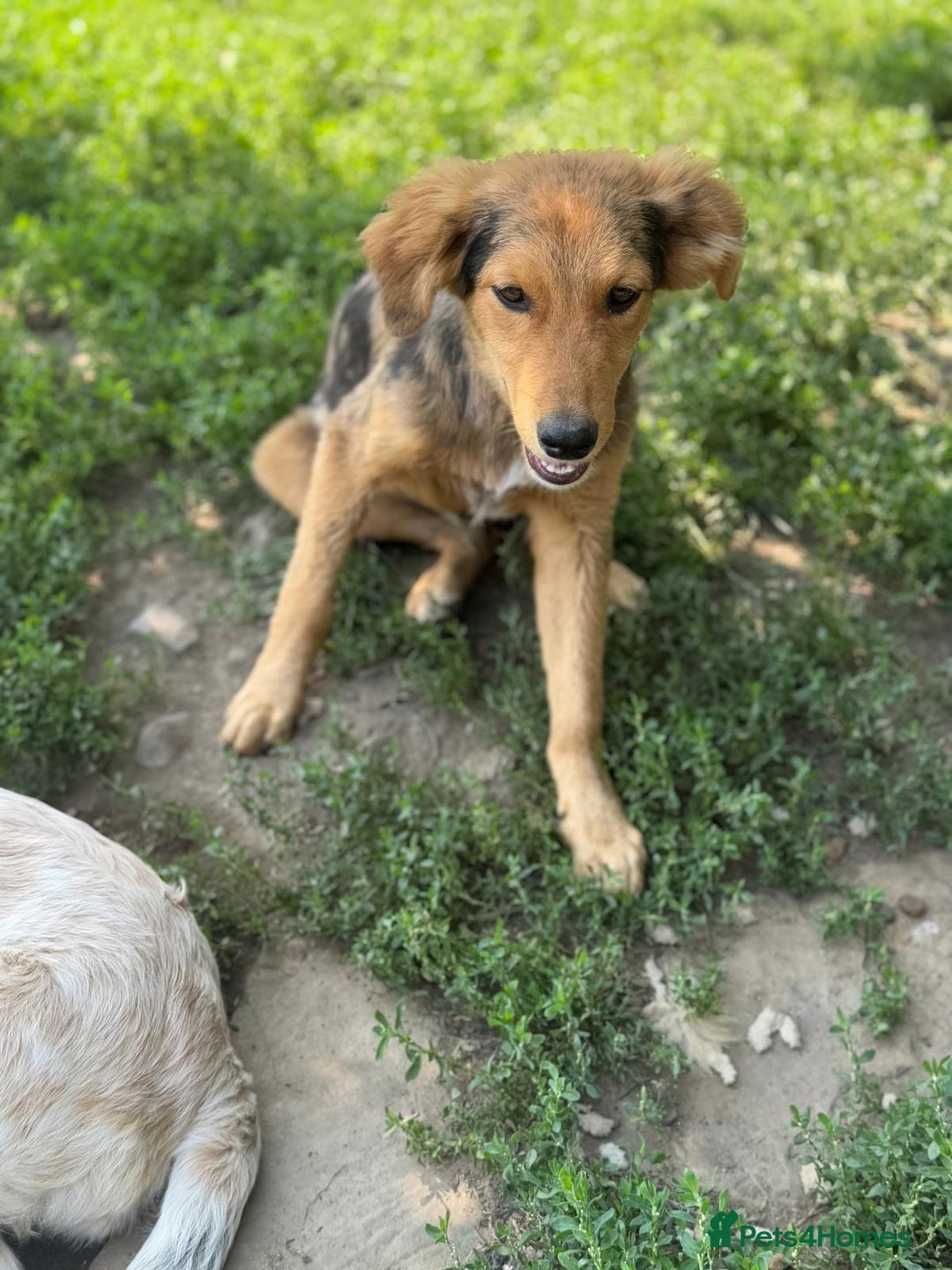 Mixed Breed dogs for adoption: JASPER - a Superb Puppy Boy, for a Loving Home - Image 10