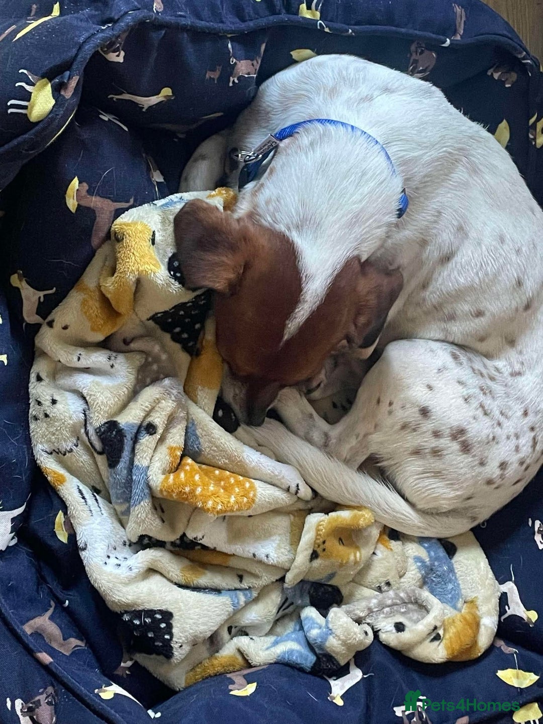 Jack Russell dogs for adoption: BENNY – WAITING FOR HIS HAPPY ENDING 🐶🏡 - Image 6