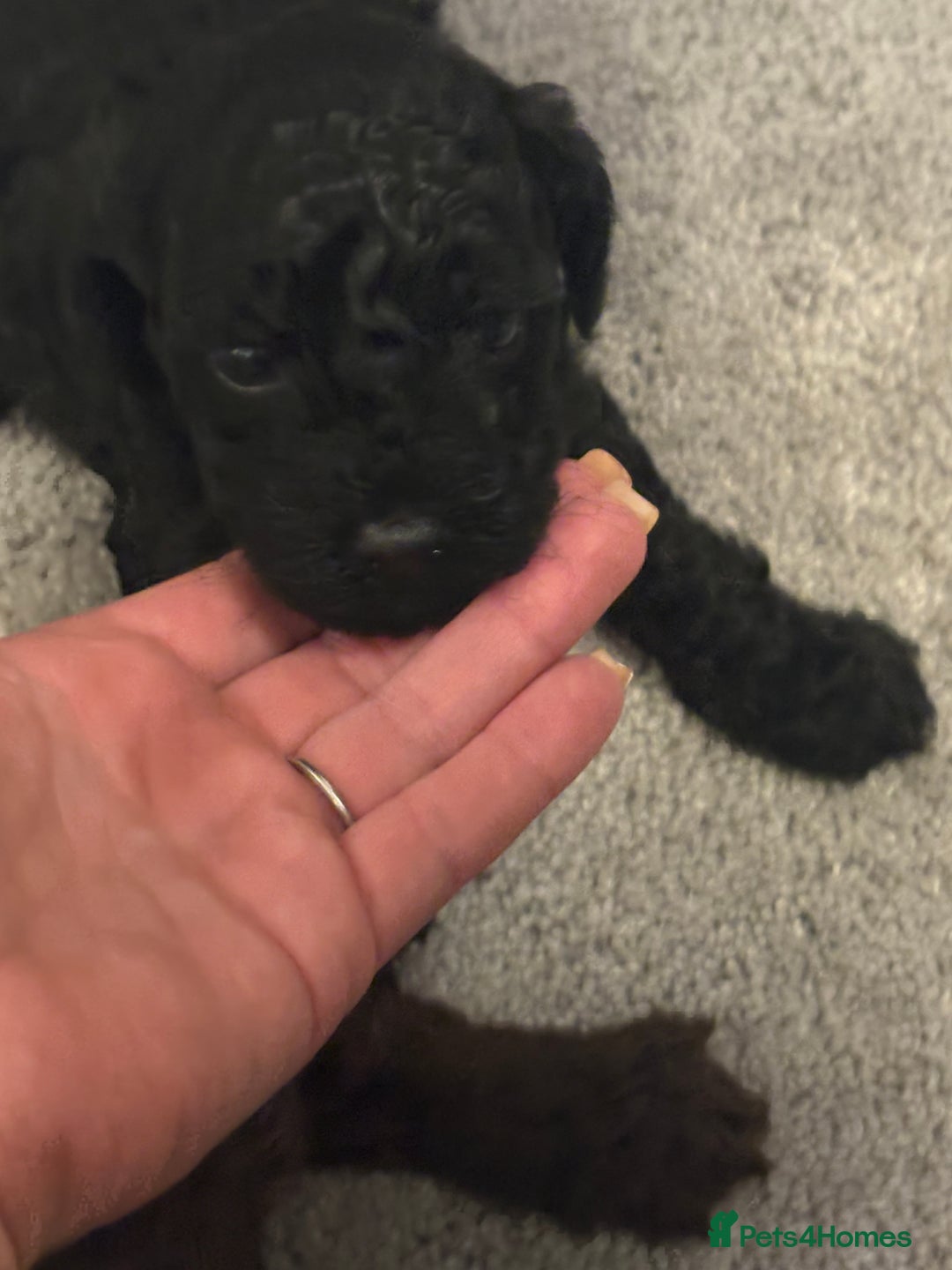 Cockapoo dogs for sale: Beautiful cockapoo puppies for sale - Advert 6