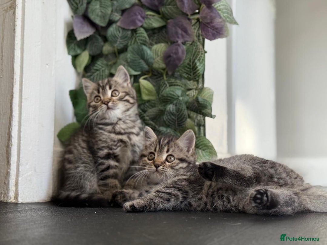 Persian cats for sale: 3 Stunning Female Kittens for Sale  - Image 11