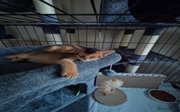 Abyssinian cats for sale: ⭐️Stunning Pedigree Abyssinian Kittens⭐ - Image 13