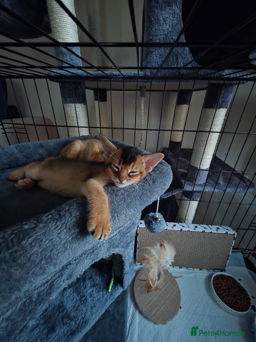 Abyssinian cats for sale: ⭐️Stunning Pedigree Abyssinian Kittens⭐ - Image 13