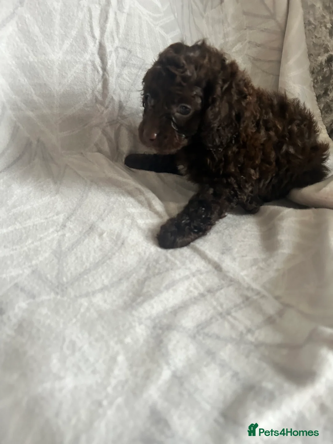 Cavapoo dogs for sale: Cute cavapoo pups - Advert 10