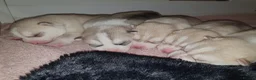Siberian Husky dogs for sale: KC REG MIXED LITTER 5* BREEDER ON THIS SITE - Advert 2