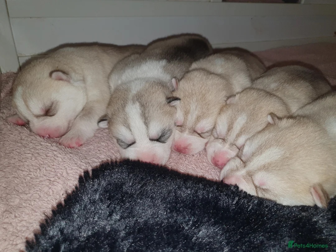 Siberian Husky dogs for sale: KC REG MIXED LITTER 5* BREEDER ON THIS SITE - Advert 2