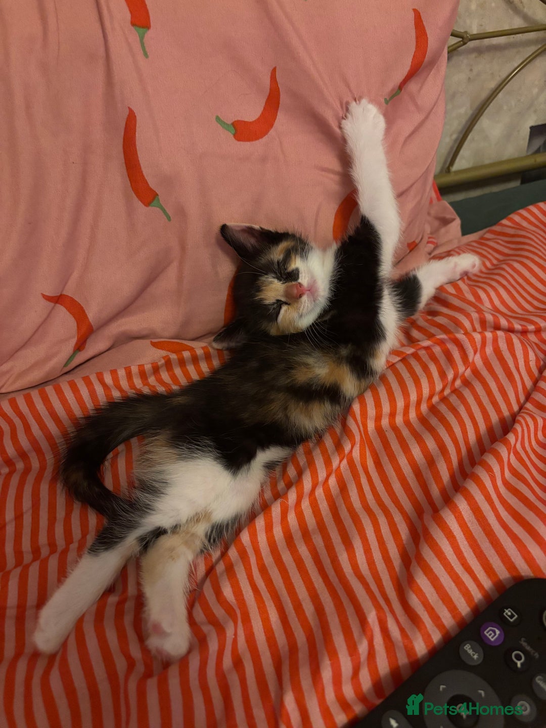 Mixed Breed cats for sale: Beautiful playful kittens - Image 11