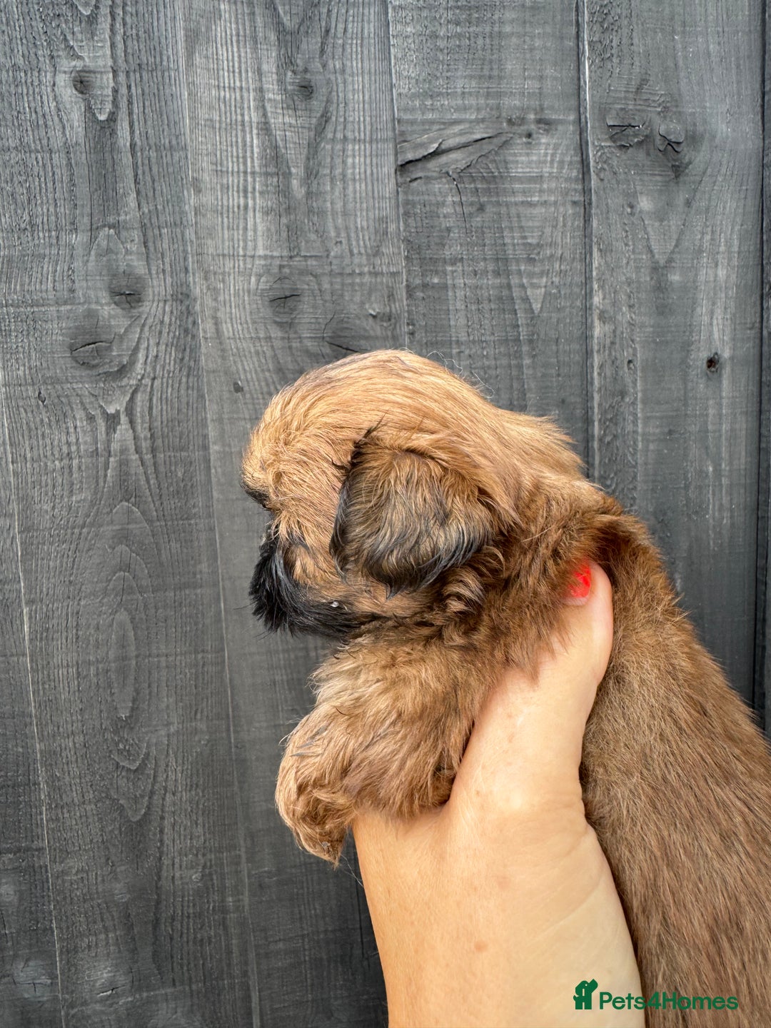 Shih Tzu dogs for sale: Standard size shihtzu pups  - Image 5