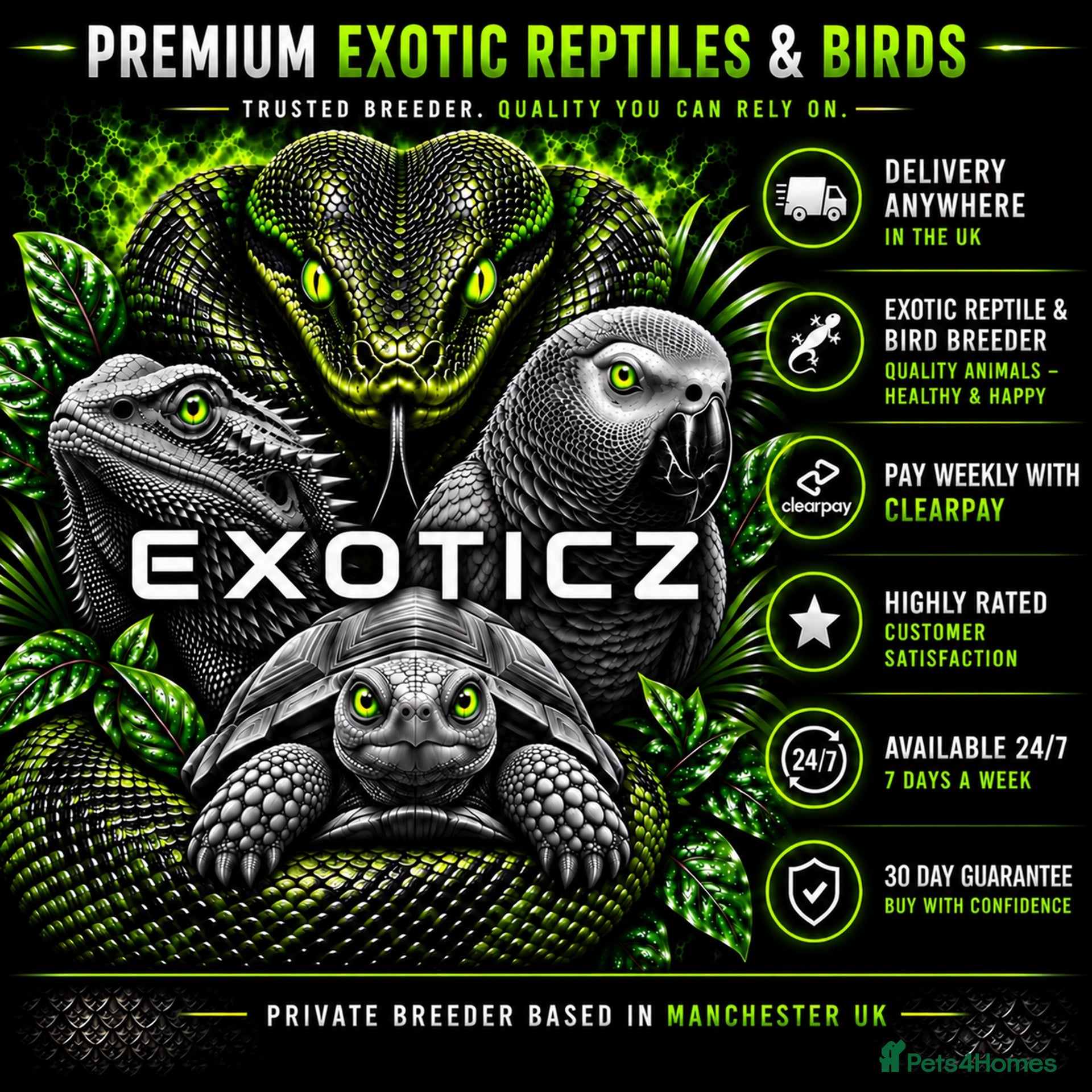 Tortoise reptiles 🐢 Tortoise Babies 🐢 - Advert 2