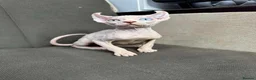 Sphynx cats for stud:  odd eyes shpynx elf ear STUD available.  - Advert 4