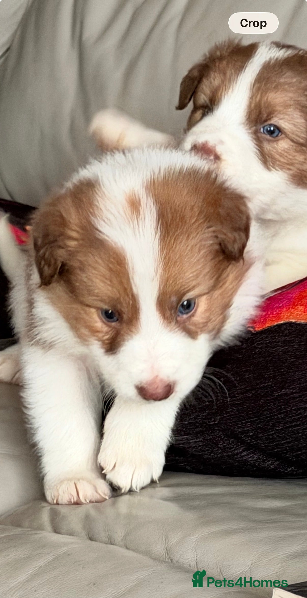 Border Collie dogs Litter of collie pups - Advert 5