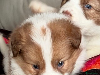 Border Collie dogs Litter of collie pups - Advert 5