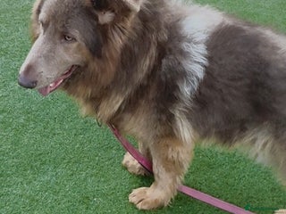 German Shepherd dogs Kc reg health tested intact Big Isabella GSD - Advert 8