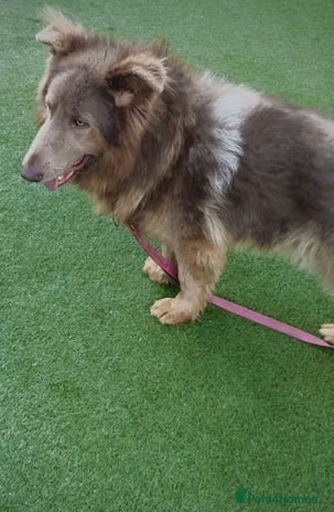 German Shepherd dogs Kc reg health tested intact Big Isabella GSD - Advert 11