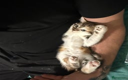 Maine Coon cats for sale: Adorable half mainecoon kittens for sale  - Image 21