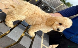 Cockapoo dogs for sale: F1 cockapoos - Image 3