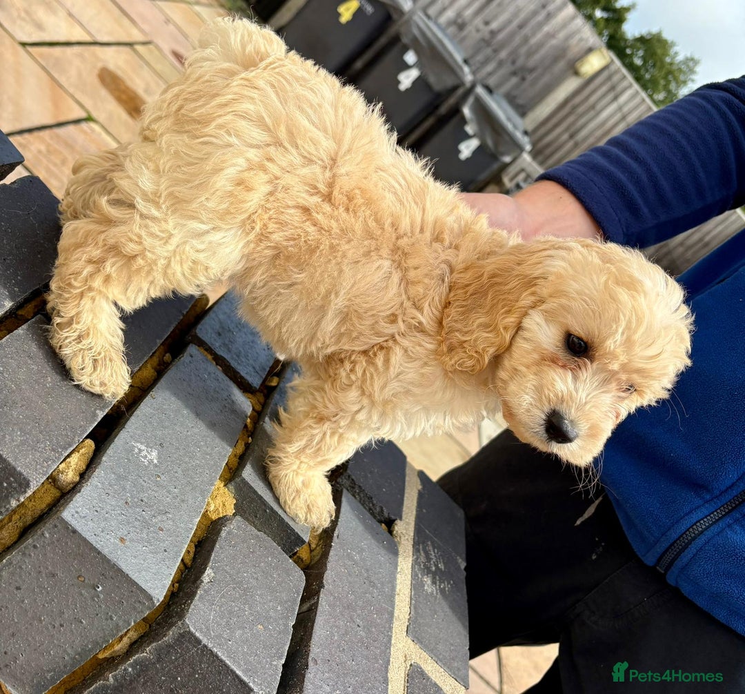 Cockapoo dogs for sale: F1 cockapoos - Image 3