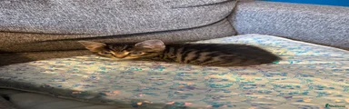 Mixed Breed Kitten 3