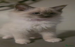 Ragdoll cats for sale: 2 beautiful litters of Ragdolls  - Image 4