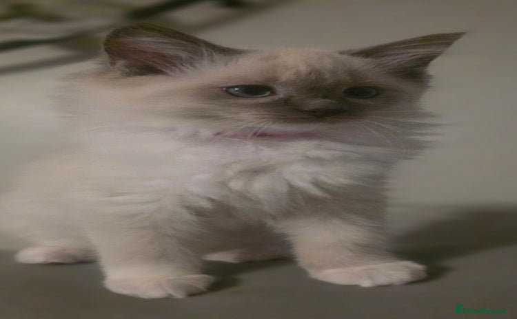 Ragdoll cats - Advert 5
