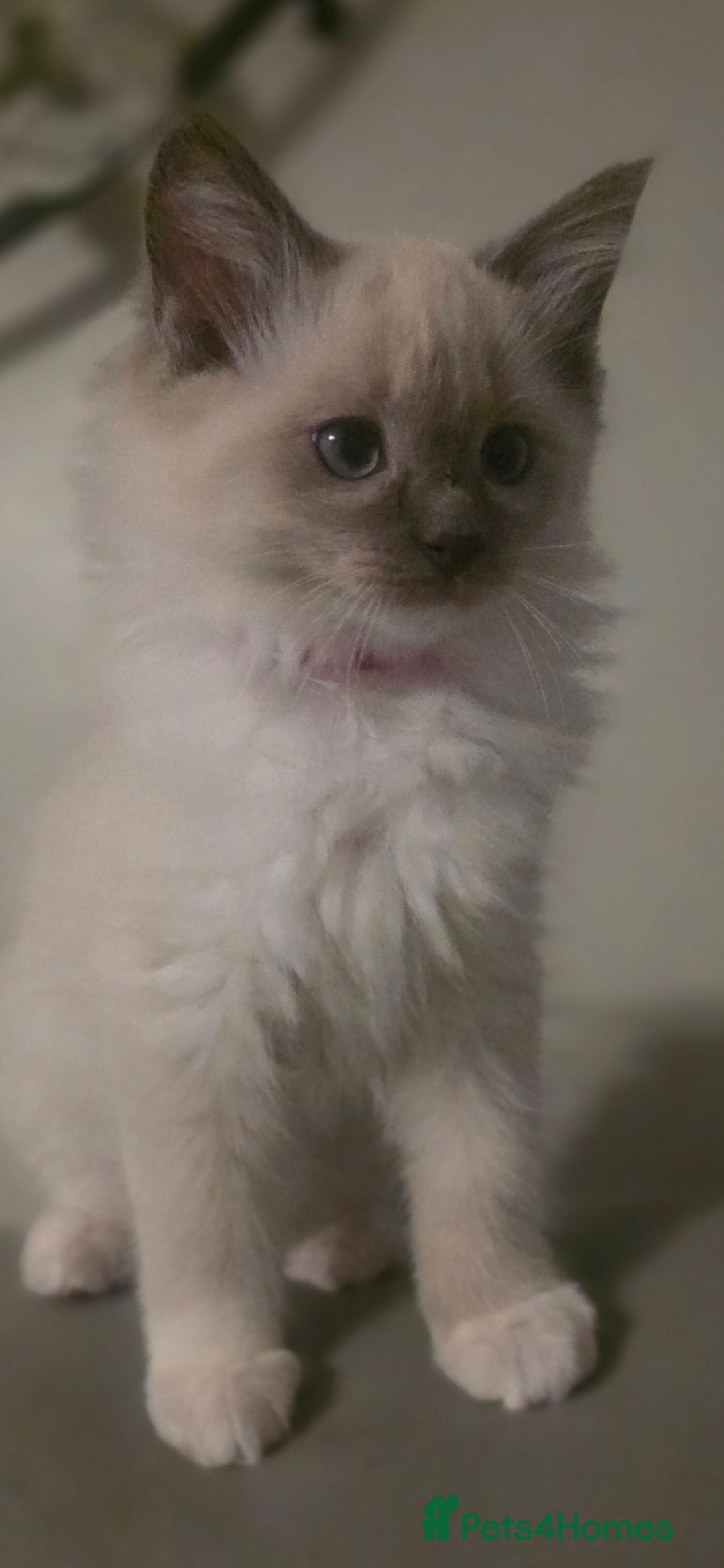 Ragdoll cats for sale: 2 beautiful litters of Ragdolls  - Image 4