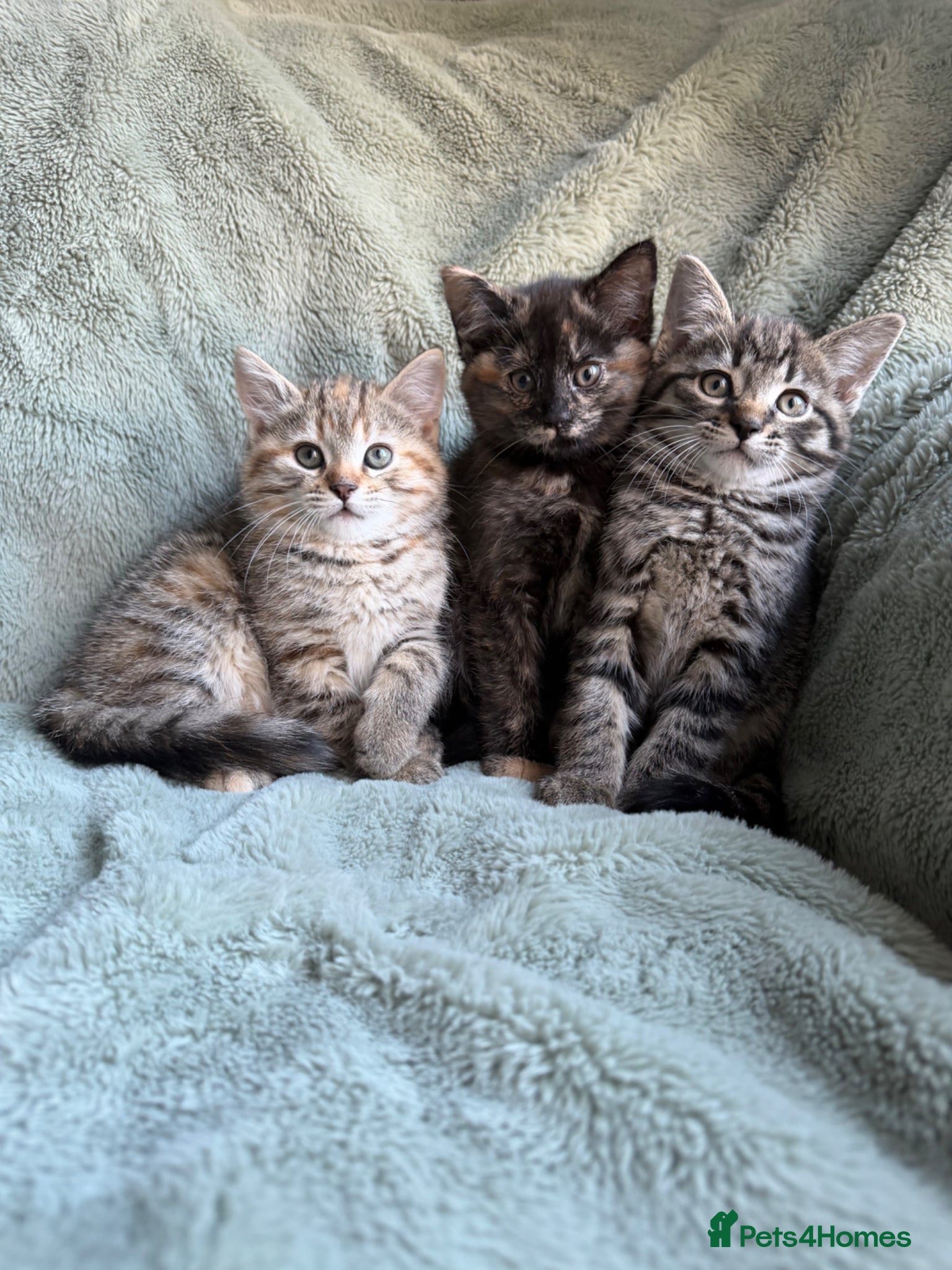 Mixed Breed cats kittens 8 weeks Ready to leave - Advert 6