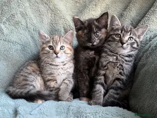 Mixed Breed cats kittens 8 weeks Ready to leave - Advert 6