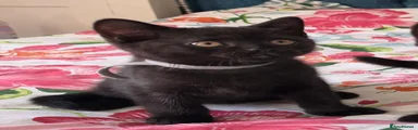 British Shorthair 2