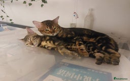 Bengal cats for sale: Female Bengal Kitten £400 - Image 8