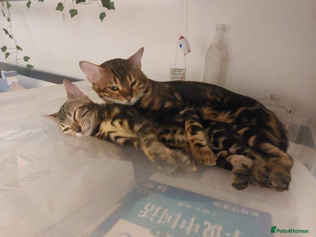 Bengal cats for sale: Female Bengal Kitten £400 - Image 8