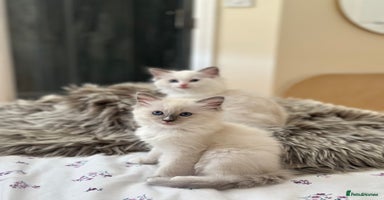 Ragdoll cats - Advert 9