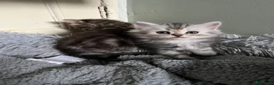 Persian 1
